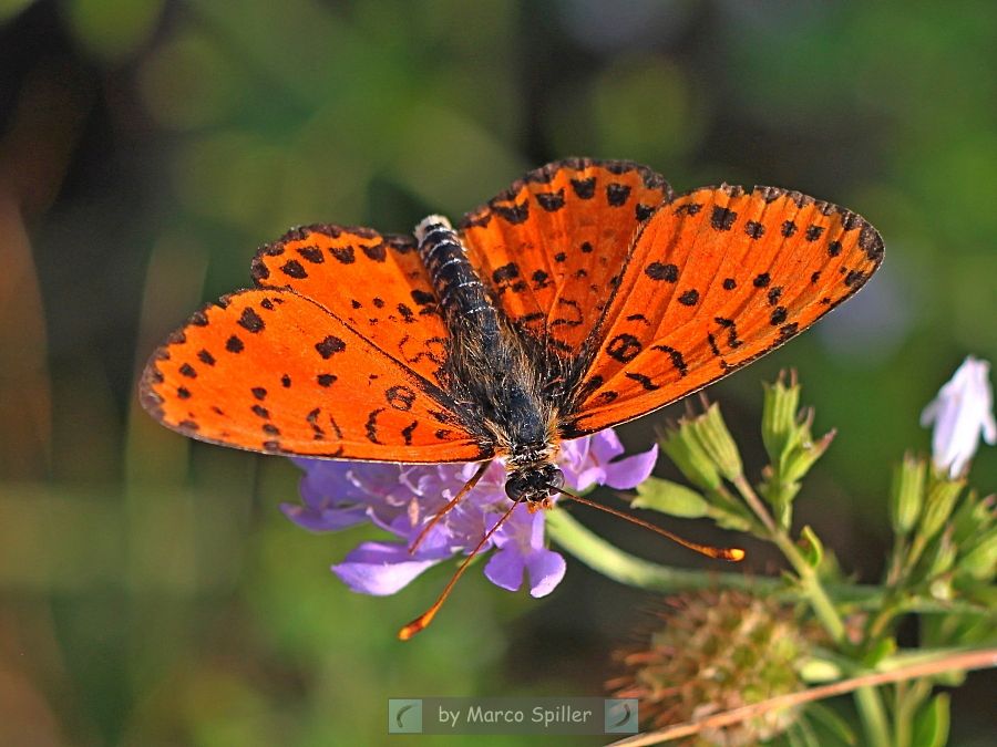 Melitaea didyma